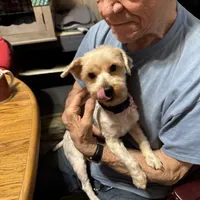 Bobby/Therapy ESA dog, a male Yorkshire Terrier for sale in Maumee, OH – Photo 1 of 10