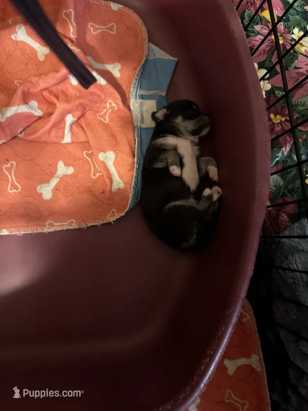 Mercedes/Therapy ESA – Chihuahua, Yorkshire Terrier puppy on hold in Findlay, OH