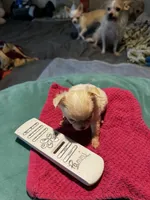 Huggie/ESA Therapy TEACUP, a female Chihuahua for sale in Findlay, OH – 5 of 10