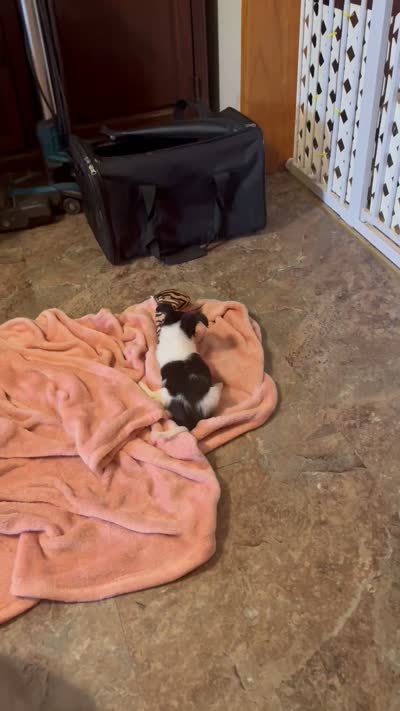 Lady Bug/ESA Therapy dog, a female Chihuahua for sale in Findlay, OH – 7 of 9