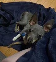ALFIE /ESA THERAPY dog, a male Chihuahua and Chinese Crested for sale in Findlay, OH – 3 of 10