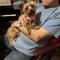 Benji / Therapy ESA dog, a male Yorkshire Terrier for sale in Maumee, OH – Photo 1 of 6