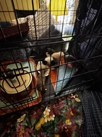 Huggie/ESA Therapy TEACUP, a female Chihuahua for sale in Findlay, OH – 9 of 10