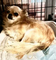 Farrah. ESA THERAPY dog, a female Chihuahua for sale in Findlay, OH – 3 of 8