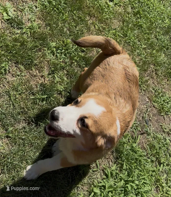 Tommy Joe/Therapy ESA – Toy Australian Shepherd puppy for sale in Findlay, OH