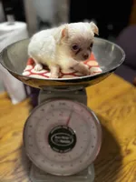 June Bug Tea Cup ESA Therapy dog, a female Chihuahua for sale in Findlay, OH – 7 of 10