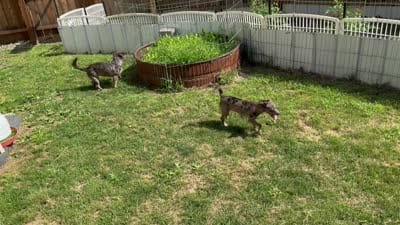 Floppy/TherapyESA, a female Chiweenie for sale in Findlay, OH – 8 of 10