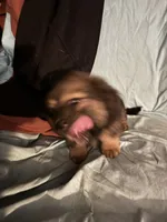 Tammy Sue/Therapy Esa, a female Pomeranian and Toy Australian Shepherd for sale in Findlay, OH – 3 of 10