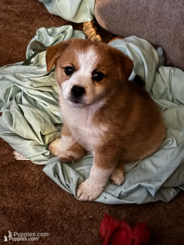 Tommy Joe/Therapy ESA – Pomeranian, Toy Australian Shepherd puppy for sale in Findlay, OH