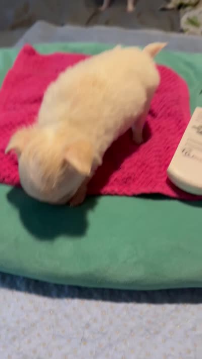 Huggie/ESA Therapy TEACUP, a female Chihuahua for sale in Findlay, OH – 6 of 10