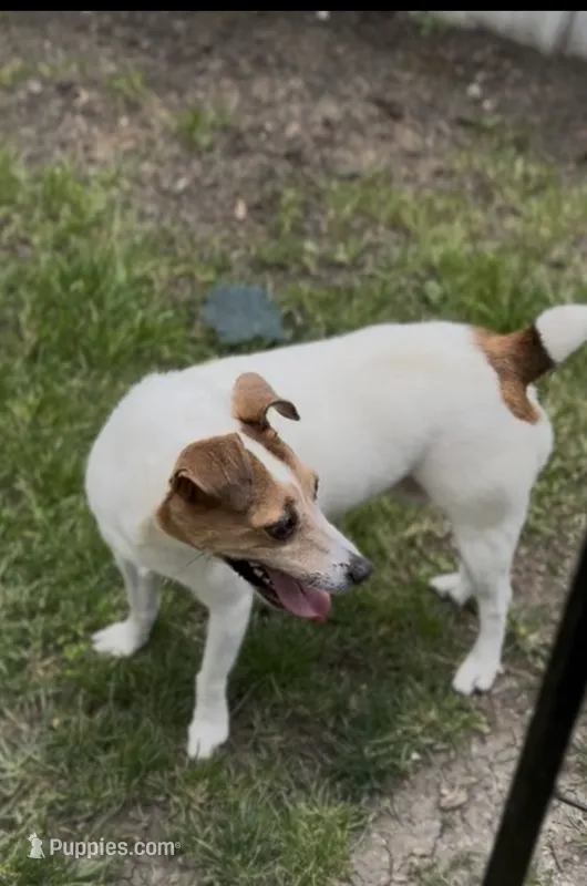Millie Therapy ESA  – Jack Russell Terrier puppy for sale in Findlay, OH