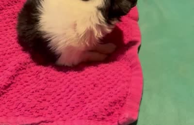 Lady Bug/ESA Therapy TEACUP, a female Chihuahua for sale in Findlay, OH – 8 of 9