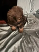 Tammy Sue/Therapy Esa, a female Pomeranian and Toy Australian Shepherd for sale in Findlay, OH – 1 of 10