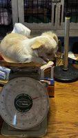 June Bug ESA Therapy dog, a female Chihuahua for sale in Findlay, OH – 6 of 8
