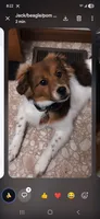 Tammy Sue/Therapy Esa, a female Pomeranian and Toy Australian Shepherd for sale in Findlay, OH – 5 of 10