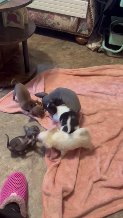 Huggie/ESA Therapy TEACUP, a female Chihuahua for sale in Findlay, OH – 8 of 10