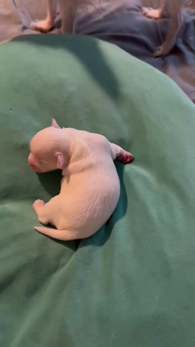 Rolly /ESA Therapy  , a male Chihuahua for sale in Findlay, OH – 2 of 9