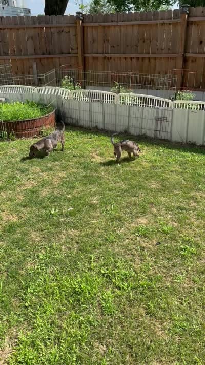 Floppy/TherapyESA, a female Chiweenie for sale in Findlay, OH – 9 of 10