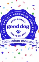 Mercedes/Therapy ESA, a female Chihuahua and Yorkshire Terrier for sale in Findlay, OH – 7 of 10