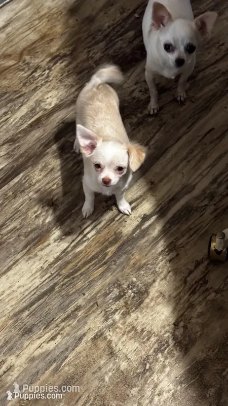 June Bug ESA Therapy dog – Chihuahua puppy for sale in Findlay, OH