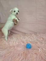June Bug Tea Cup ESA Therapy dog, a female Chihuahua for sale in Findlay, OH – 5 of 10