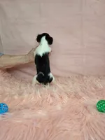 Lady Bug/ESA Therapy TEACUP, a female Chihuahua for sale in Findlay, OH – 2 of 7