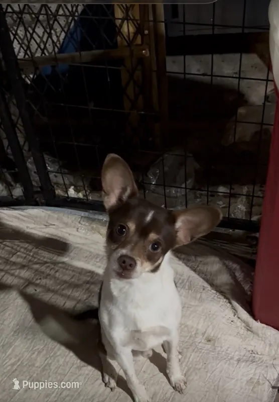 Jimmy /Therapy ESA – Jack Russell Terrier puppy on hold in Findlay, OH