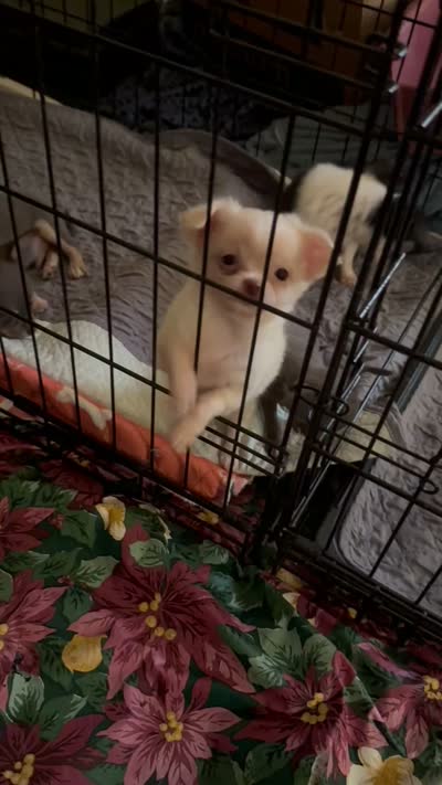 June Bug Tea Cup ESA Therapy dog, a female Chihuahua for sale in Findlay, OH – 6 of 10