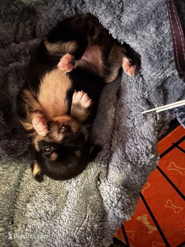 Mercedes/Therapy ESA – Chihuahua, Yorkshire Terrier puppy for sale in Findlay, OH