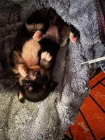 Mercedes/Therapy ESA, a female Chihuahua and Yorkshire Terrier for sale in Findlay, OH – 3 of 10