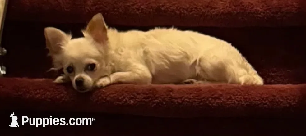 Rolly /ESA Therapy  , a male Chihuahua for sale in Findlay, OH – 3 of 9