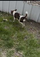 Jimmy /Therapy ESA, a male Jack Russell Terrier for sale in Findlay, OH – 2 of 7