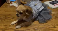 Farrah. ESA THERAPY dog, a female Chihuahua for sale in Findlay, OH – 1 of 10