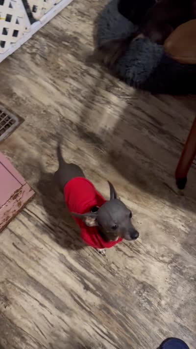 ALFIE /ESA THERAPY dog, a male Chihuahua and Chinese Crested for sale in Findlay, OH – 5 of 5