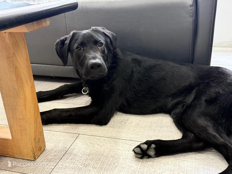 Duke Therapy ESA – Labrador Retriever puppy for sale in Maumee, OH