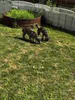 Floppy/TherapyESA, a female Chiweenie for sale in Findlay, OH – 7 of 10