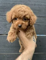 Cockapoo #2, a female Cocker Spaniel and Poodle - Toy  for sale in Bristol, TN – Photo 2 of 3