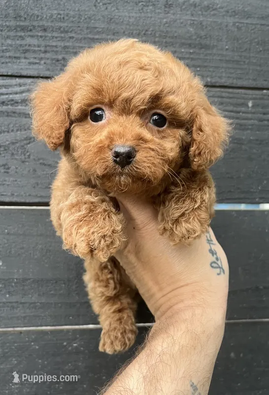 Cockapoo #2 – Cocker Spaniel, Poodle - Toy  puppy for sale in Bristol, TN