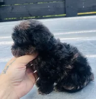 Merle boy #2 , a male Miniature Schnauzer and Poodle - Toy  for sale in Bristol, TN – 3 of 3