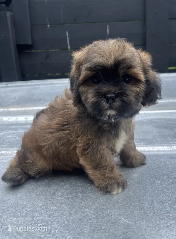 Havapoo M#2 – Havanese, Poodle - Toy  puppy for sale in Bristol, TN