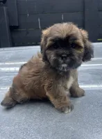 Havapoo M#2, a male Havanese and Poodle - Toy  for sale in Bristol, TN – 1 of 1