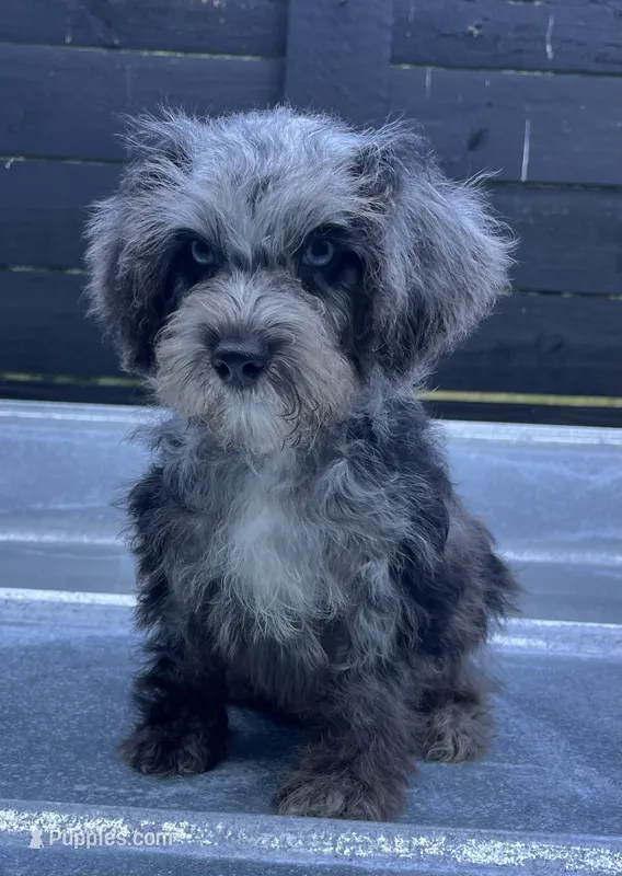 Merle boy w/ blues  – Miniature Schnauzer, Poodle - Toy  puppy for sale in Bristol, TN