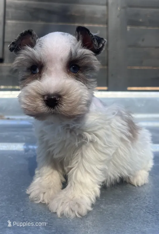 Liver Parti Merle  – Miniature Schnauzer puppy for sale in Bristol, TN