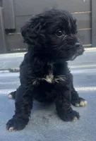 Cavapoo #2 , a female Cavalier King Charles Spaniel and Poodle - Toy  for sale in Bristol, TN – Photo 2 of 2