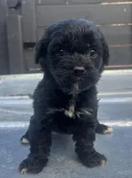 Cavapoo #2 , a female Cavalier King Charles Spaniel and Poodle - Toy  for sale in Bristol, TN – Photo 1 of 2