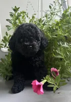 Mini Females, a female Poodle - Toy  and Poodle - Miniature  for sale in Bristol, TN – Photo 1 of 2