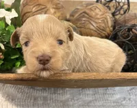 Red F#2, a female Miniature Schnauzer for sale in Bristol, TN – 2 of 3