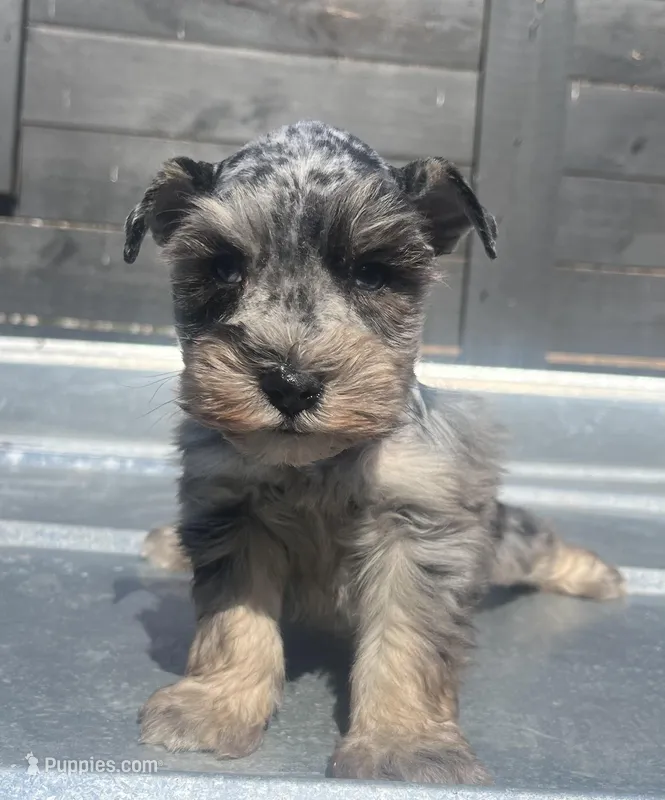 Blue Merle  – Miniature Schnauzer puppy for sale in Bristol, TN