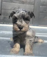 Blue Merle , a male Miniature Schnauzer for sale in Bristol, TN – Photo 1 of 3