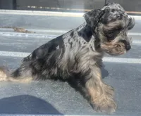 Blue Merle , a male Miniature Schnauzer for sale in Bristol, TN – Photo 2 of 3